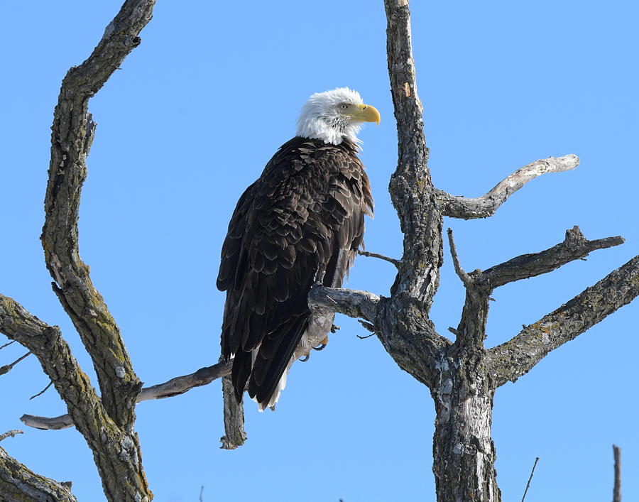 Gray Cloud Eagle Photograph by Randy Wendel - Pixels