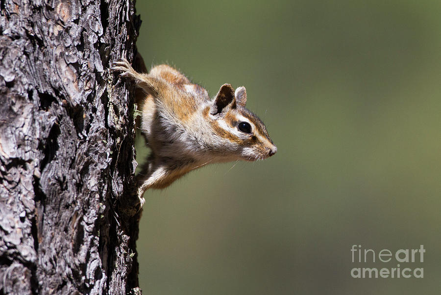 Gray-collared Chipmunk Photograph by Ruth Jolly