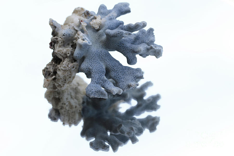 Gray Coral II Photograph by Mary Haber