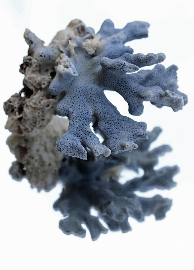 Gray Coral Photograph by Mary Haber