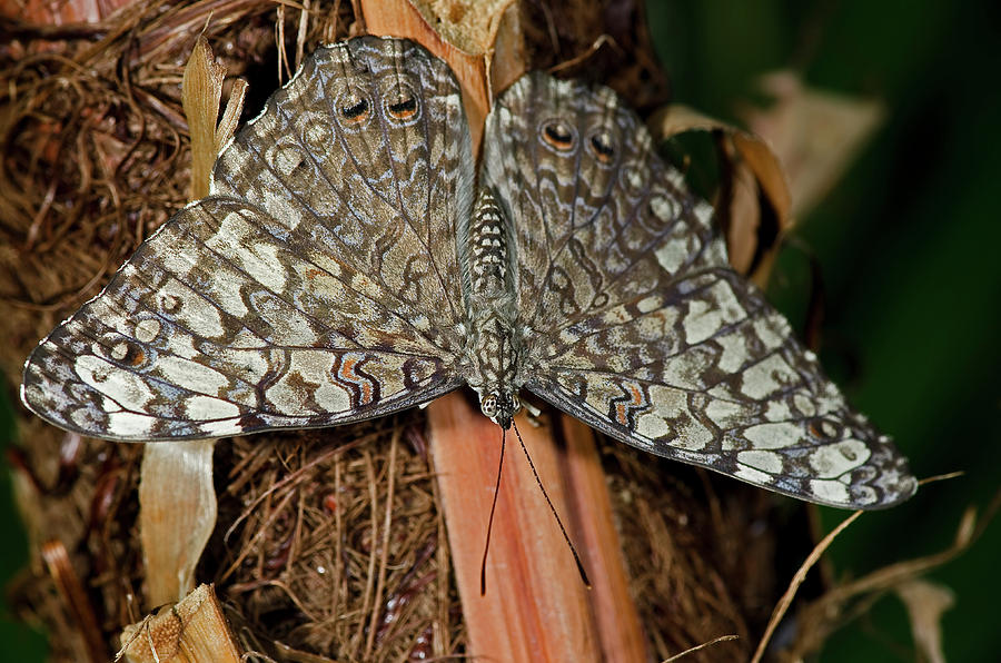 Gray Cracker Butterfly Photograph by JT Lewis