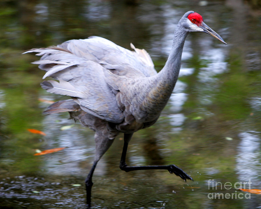 Gray Crane Running. Photograph by Elizabeth Greene