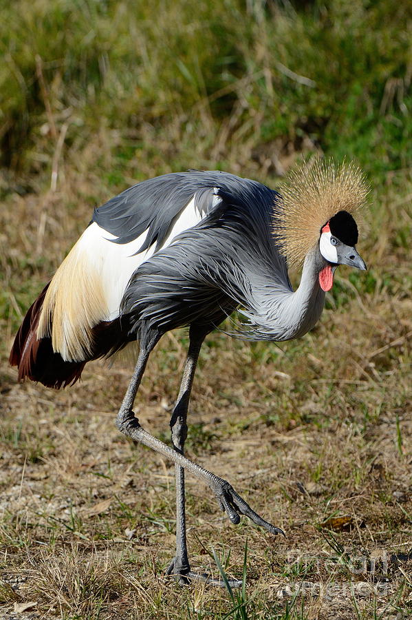 Gray Crownded Crane 2816 Photograph by Ken DePue