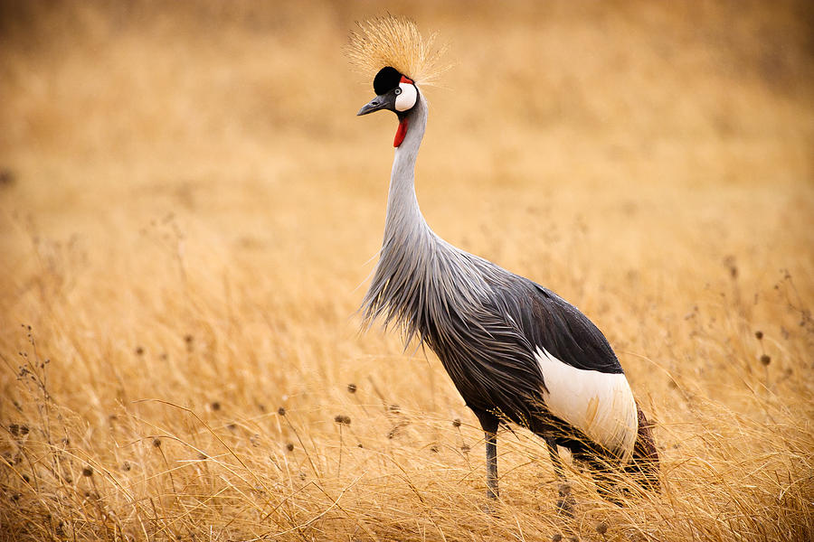 Gray Crowned Crane Photograph by Adam Romanowicz