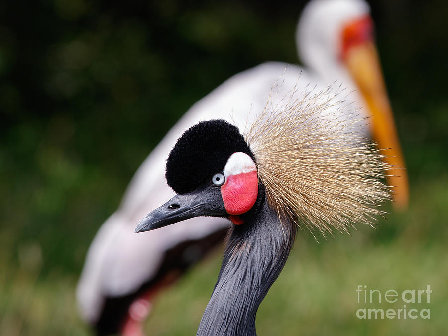 Gray Crowned Crane in front of an African yellow-billed stork Photograph by Nick  Biemans