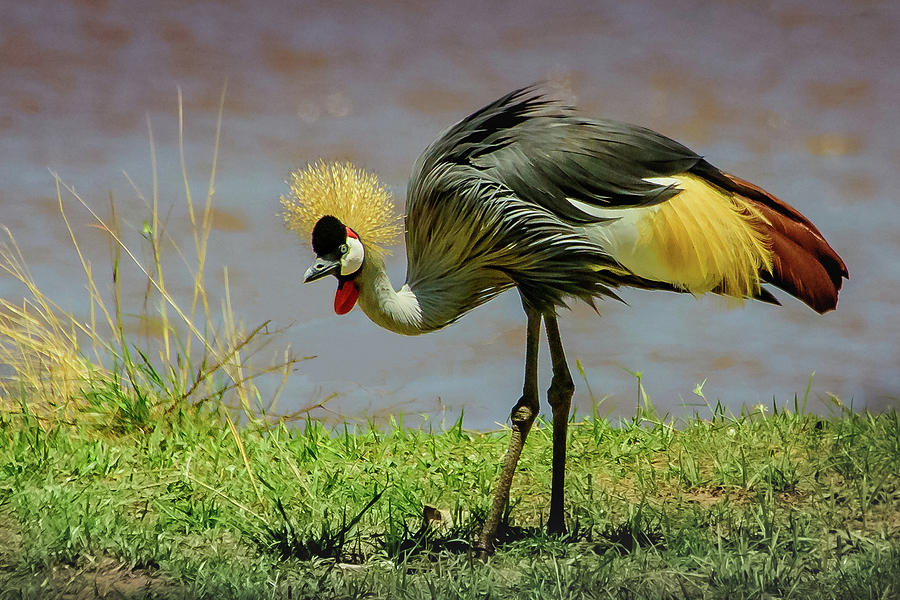 Gray Crowned Crane Photograph