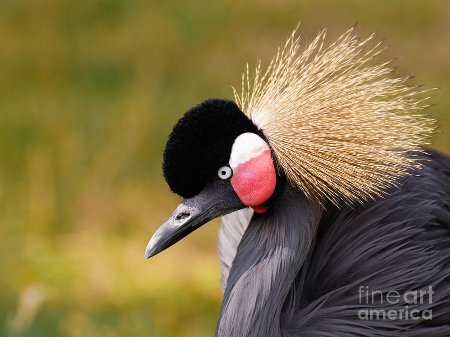 Gray Crowned Crane Photograph by Nick  Biemans
