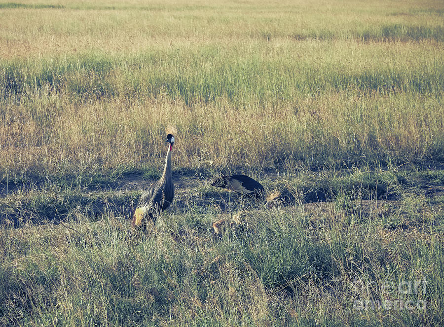 Gray Crowned cranes and their babies Photograph by Claudia M Photography