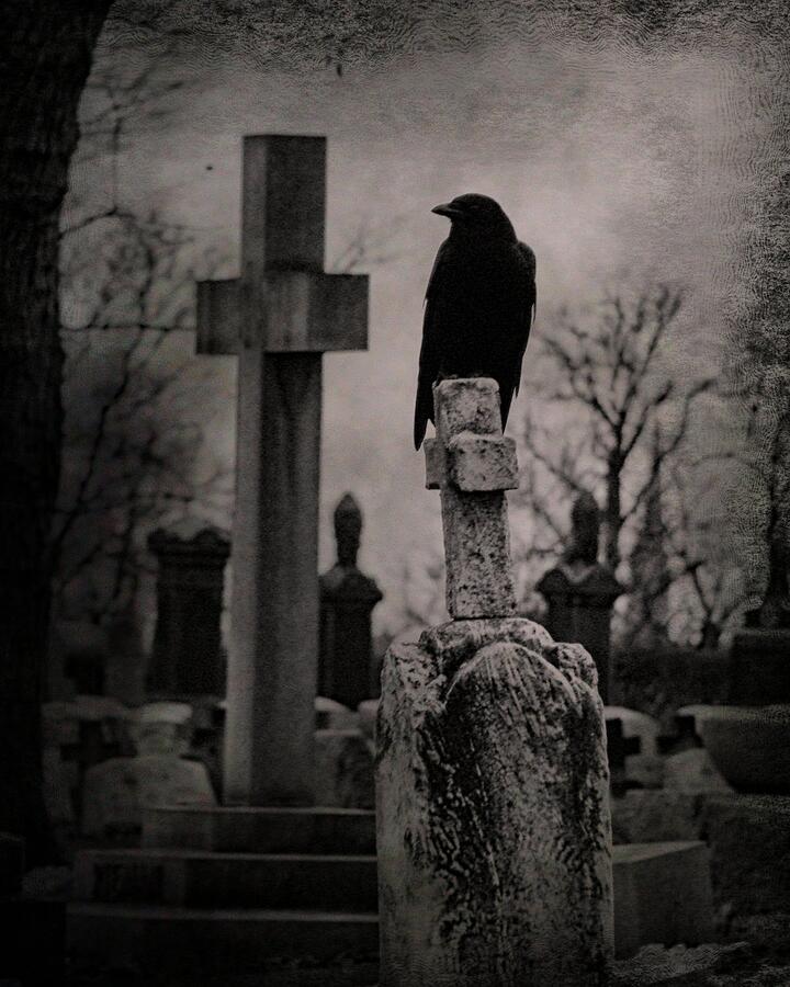 Gray Day Crow Photograph by Gothicrow Images - Fine Art America