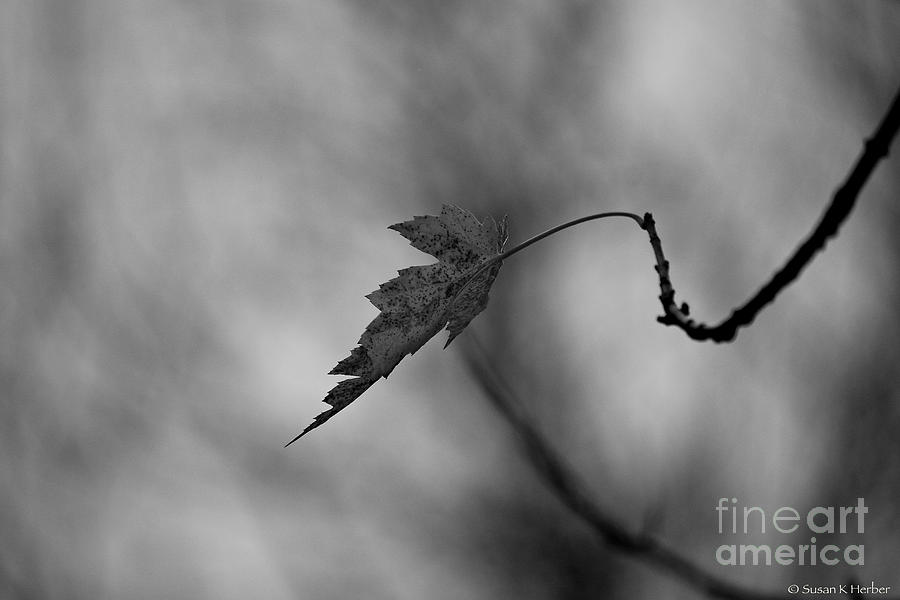 Colorless Photograph by Susan Herber