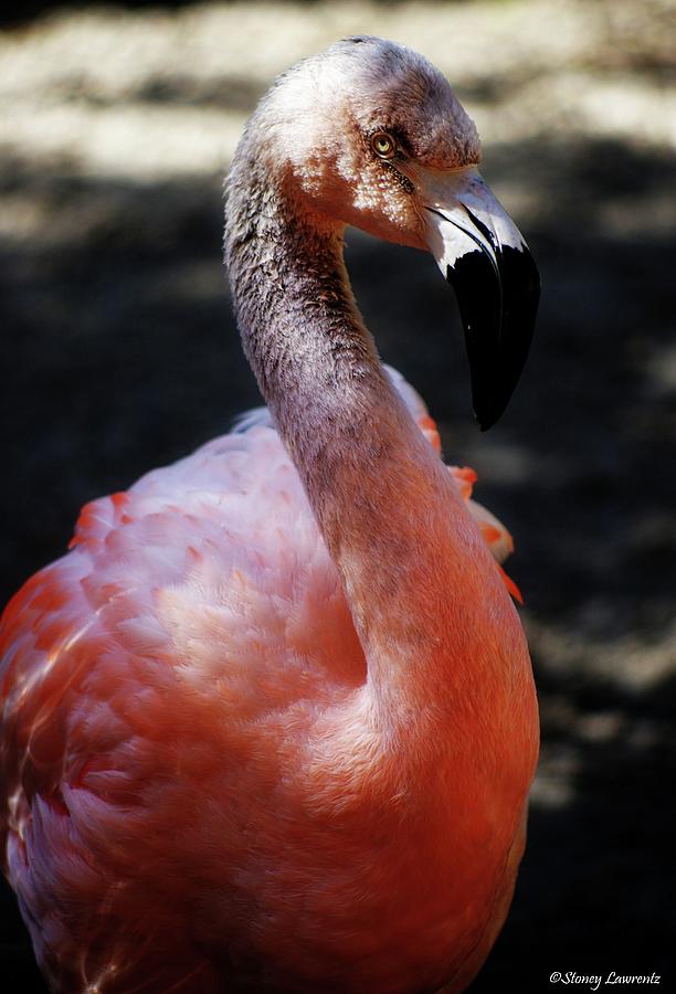 Gray Flamingo Photograph by Stoney Lawrentz