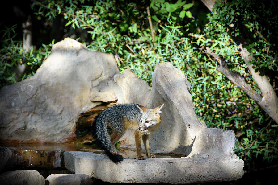 Gray Fox 2 Photograph by Debra Martz