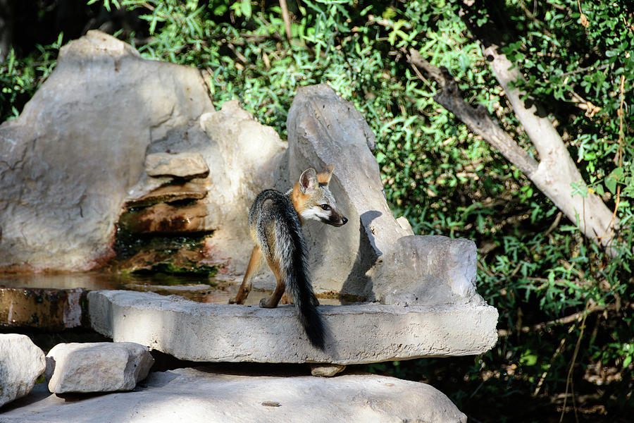 Gray Fox 3 Photograph by Debra Martz