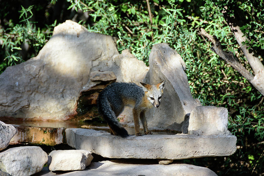 Wildlife Photograph - Gray Fox 4 by Debra Martz