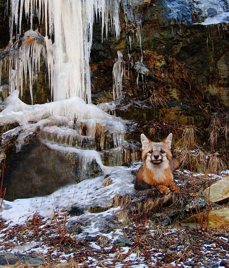 Gray Fox and Icescape Photograph by Joe Duket