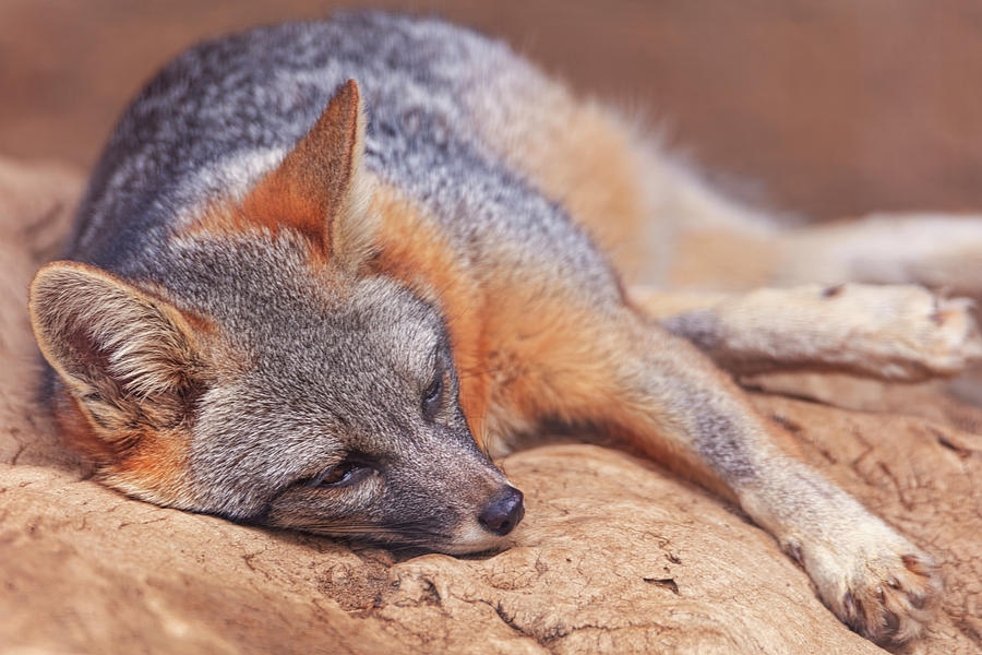Gray Fox  Photograph by Brian Cross