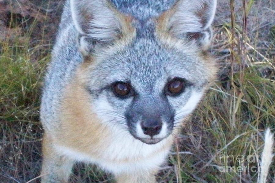Gray Fox Face Photograph By Marcus Seguin