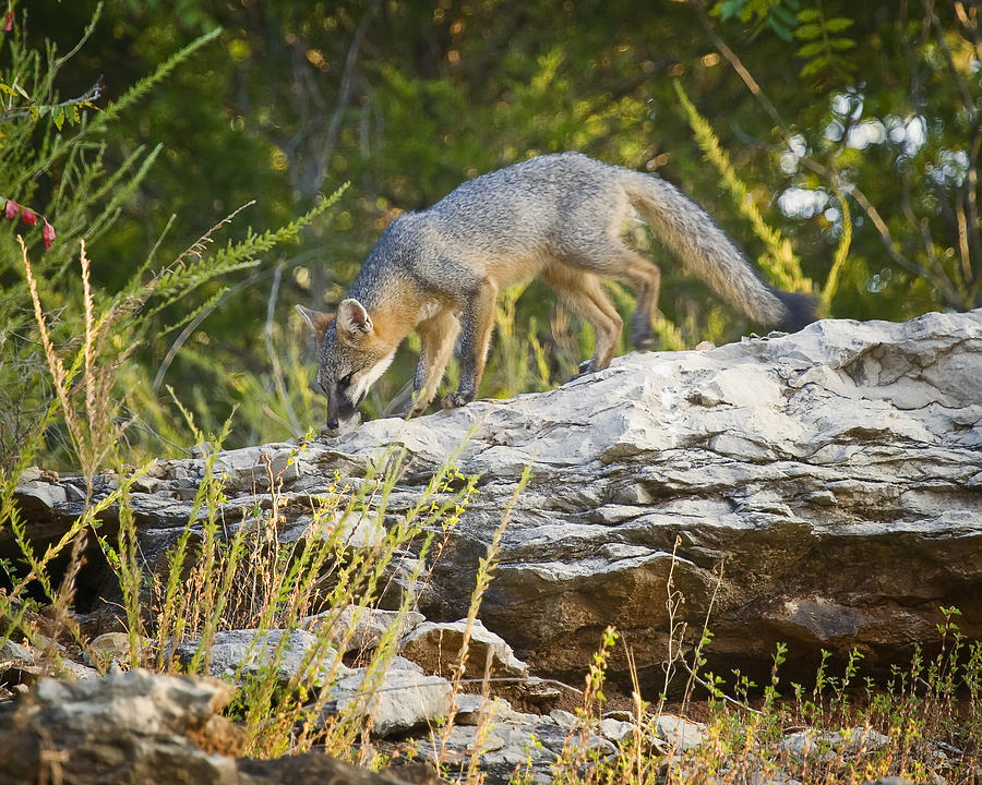 Gray Fox Hunting the Bluff Photograph by Michael Dougherty