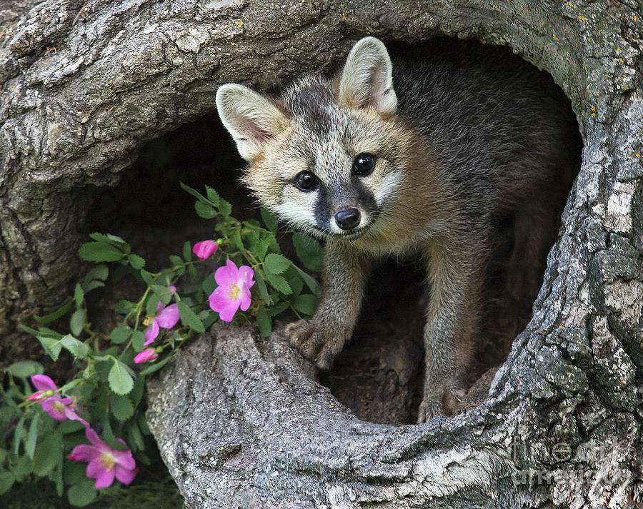 Gray Fox Kit Photograph by Art Cole