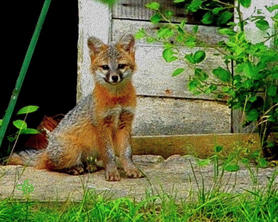 Gray Fox Kit Painting by Cliff Wilson