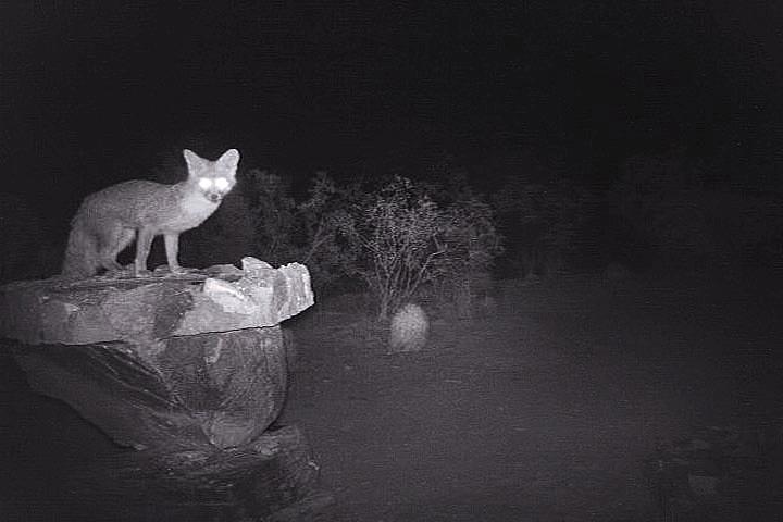Gray Fox on Stone Birdbath at Night Photograph by Judy Kennedy