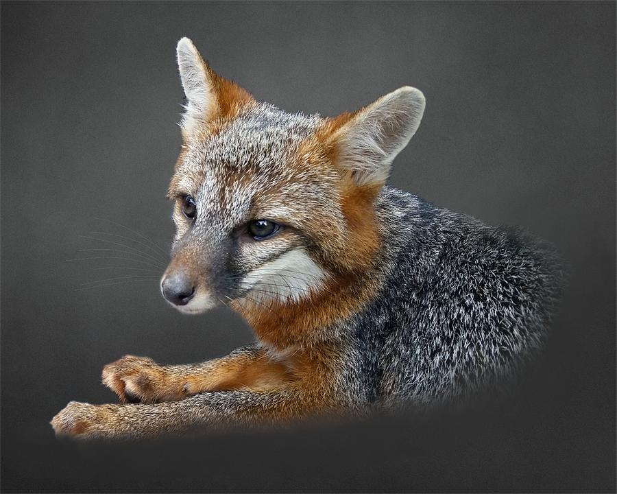 Gray Fox Portrait Photograph by Joe Duket