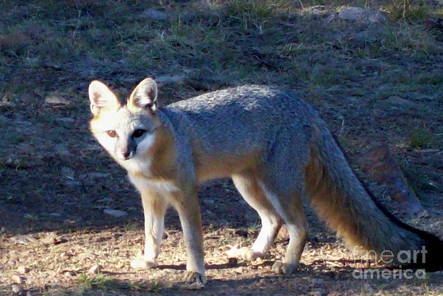 Gray Fox Tail Photograph By Marcus Seguin