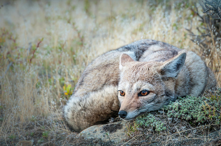 Gray fox  Photograph by Usha Peddamatham