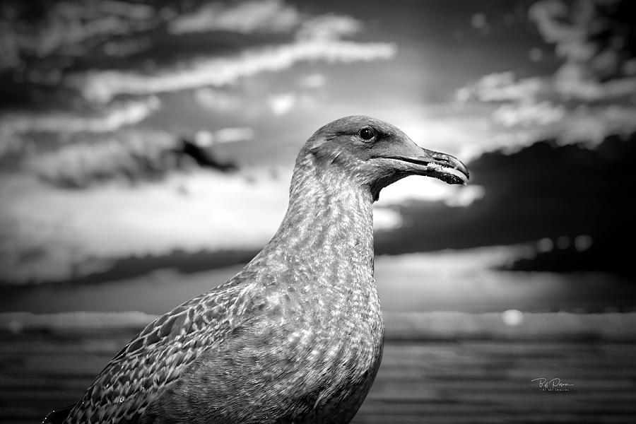 Gray Gull Photograph by Bill Posner
