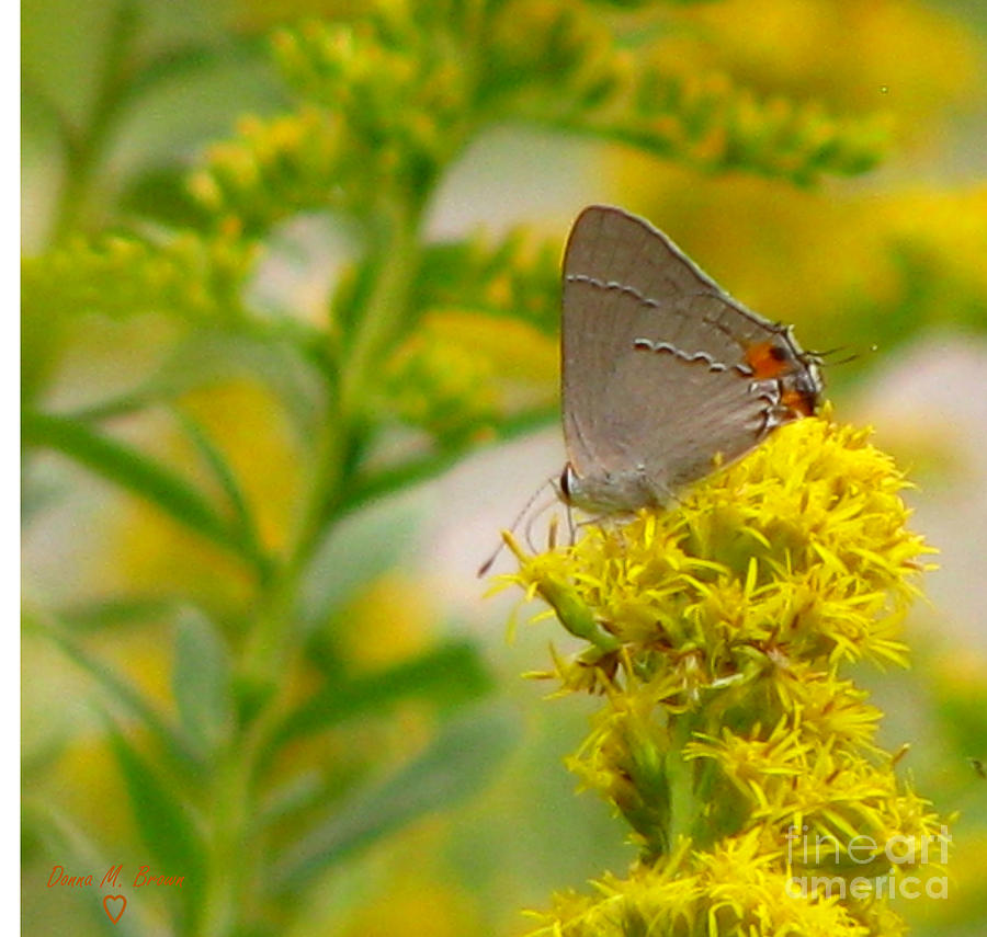 Gray Hairstreak And Golden Rod Photograph by Donna Brown