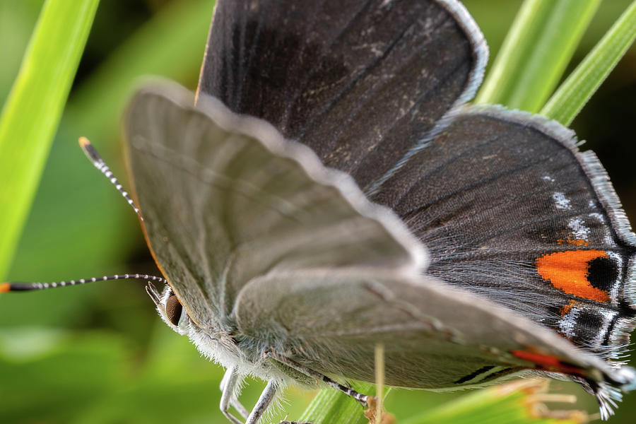Gray Hairstreak Butterfly Photograph by Brian Hale