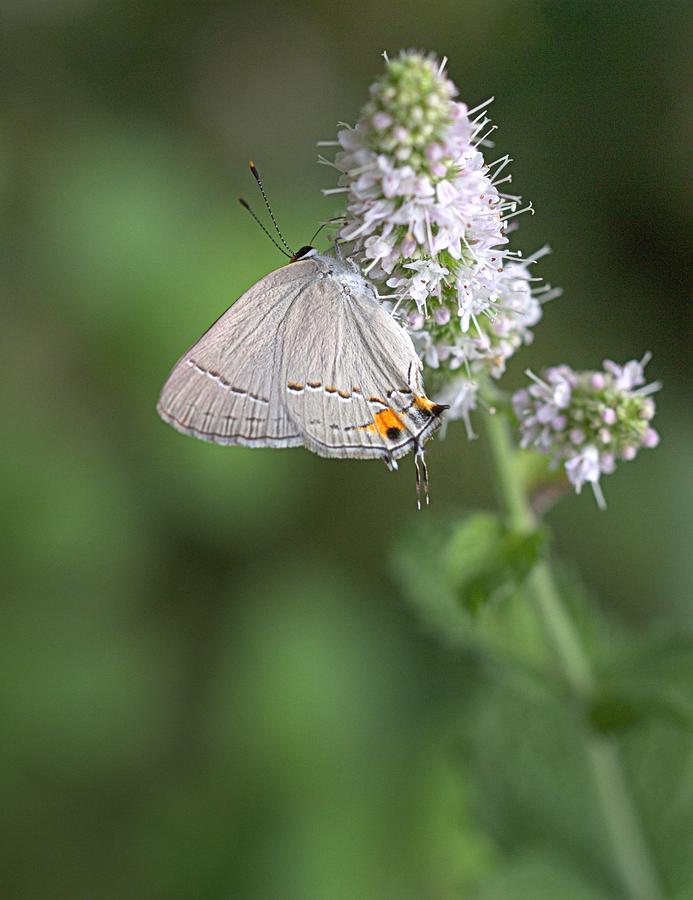 Gray Hairstreak Butterfly Photograph by Joseph Skompski