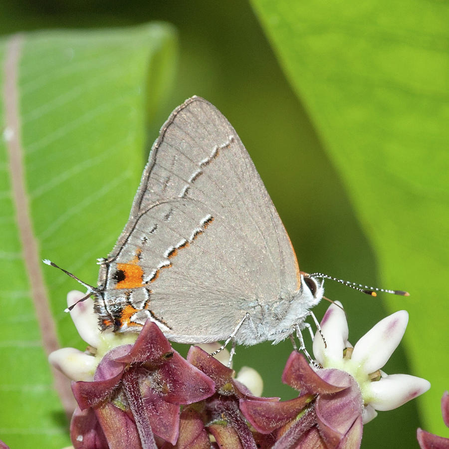 Gray Hairstreak Butterfly On Milkweed Photograph by Lara Ellis