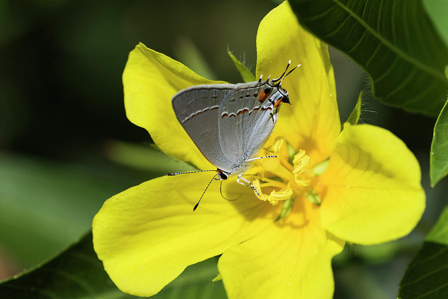 Gray Hairstreak Butterfly Photograph by Robert Potts