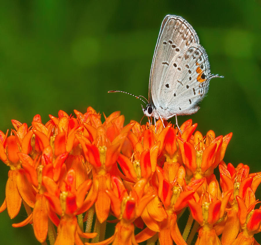 Eastern Tailed Blue On Green And Orange 2 Photograph by Lara Ellis