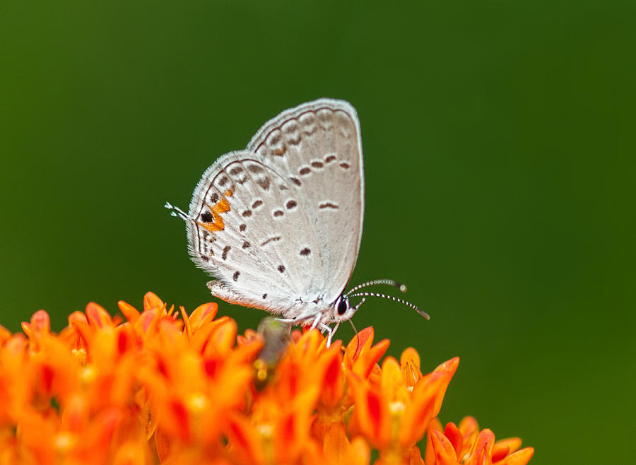 Eastern Tailed Blue On Green And Orange Photograph by Lara Ellis