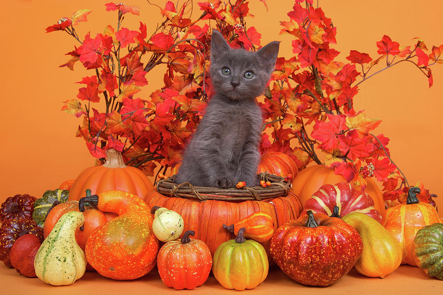 Gray Harvest Kitten Photograph by Sheila Fitzgerald - Fine Art America