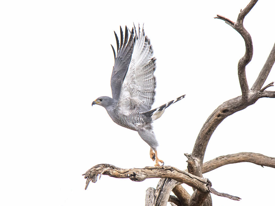 Gray Hawk Photograph by Tam Ryan