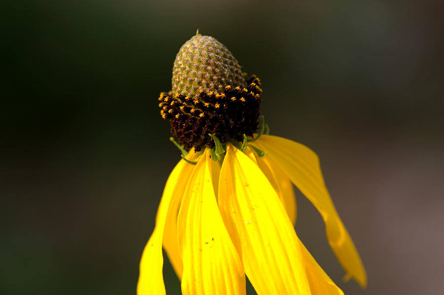 Gray-Headed Coneflower Photograph by Jack R Perry