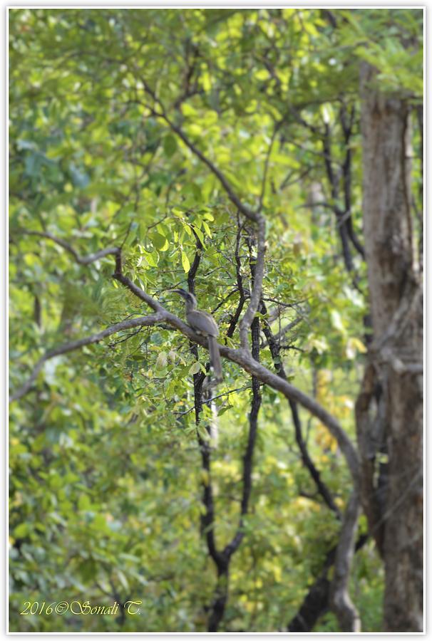 Gray Hornbill Photograph by Sonali Gangane