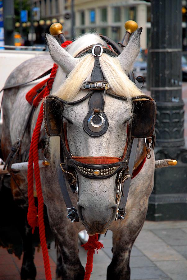 Seattle Photograph - Gray horse in Seattle by Craig Perry-Ollila