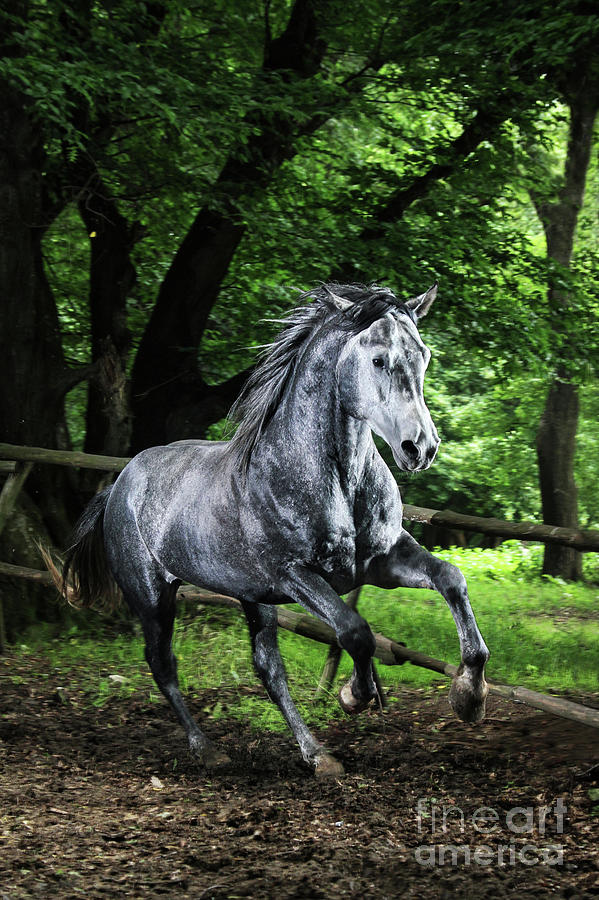 Gray horse running in the green forest Photograph by Dimitar Hristov