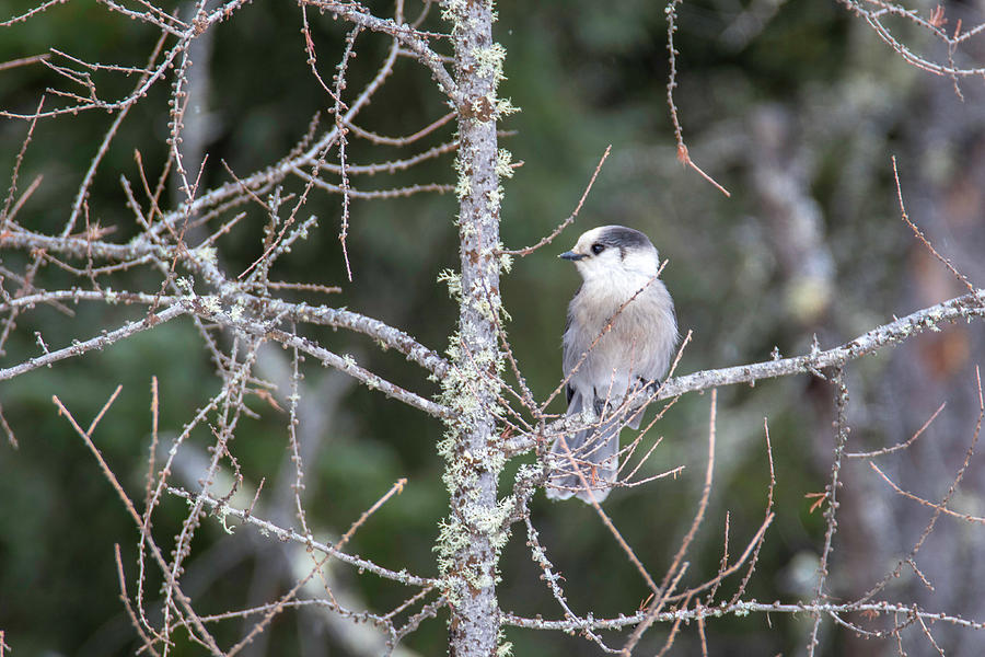 Gray Jay Photograph by Brook Burling