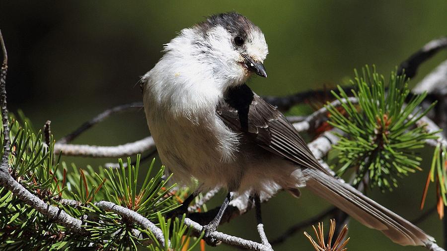 Gray jay Digital Art by Eloisa Mannion - Fine Art America