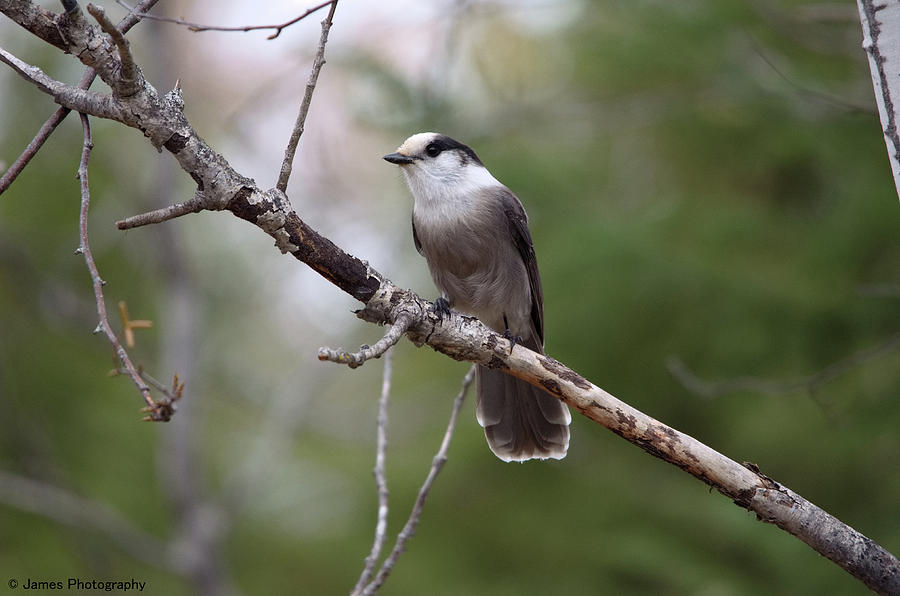 Gray Jay Photograph by James Petersen