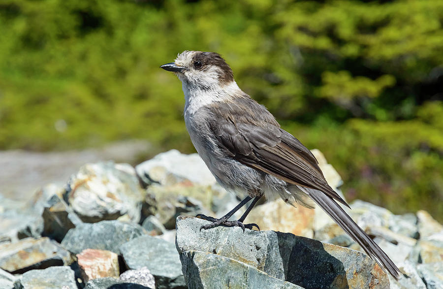 Gray Jay, Canadas National Bird Photograph by Kathy King