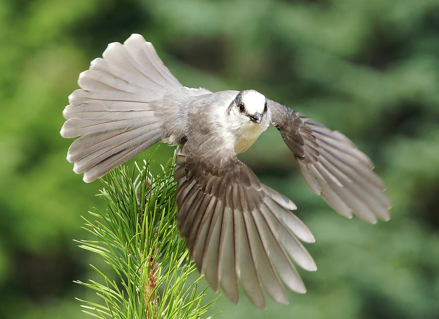 Feather Photograph - Gray Jay Takeoff by Mark Hryciw
