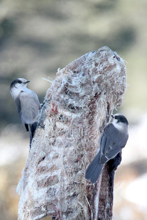 Gray Jays Photograph by Brook Burling