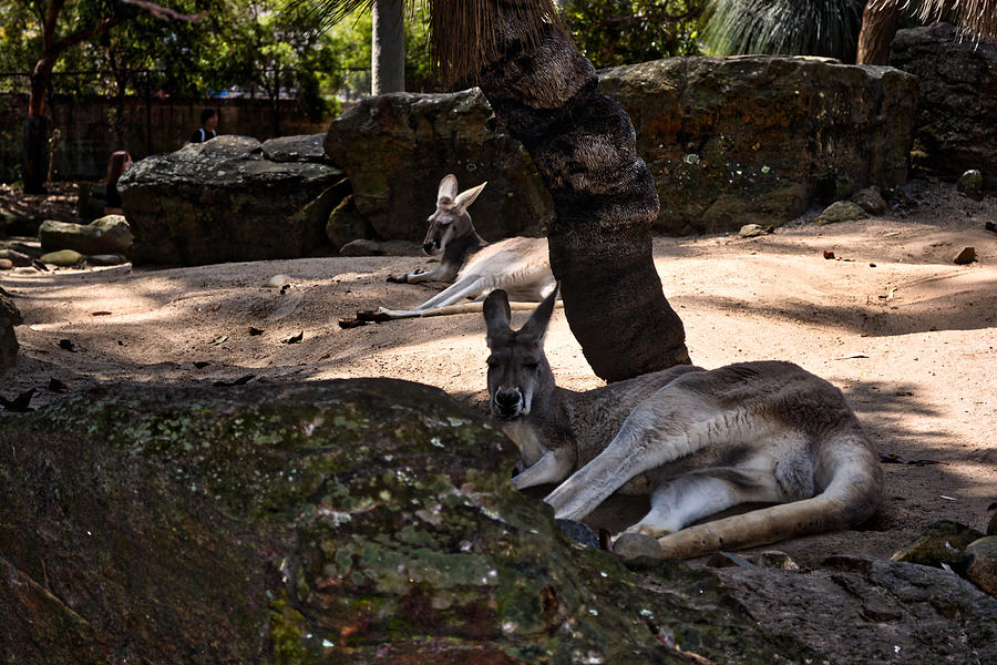 Gray Kangaroo Taronga Zoo Photograph by Mark J Dunn