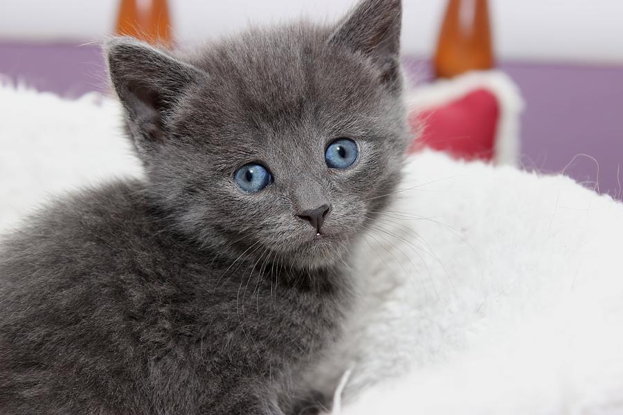 Gray Kitten Photograph by Joyce Baldassarre - Fine Art America